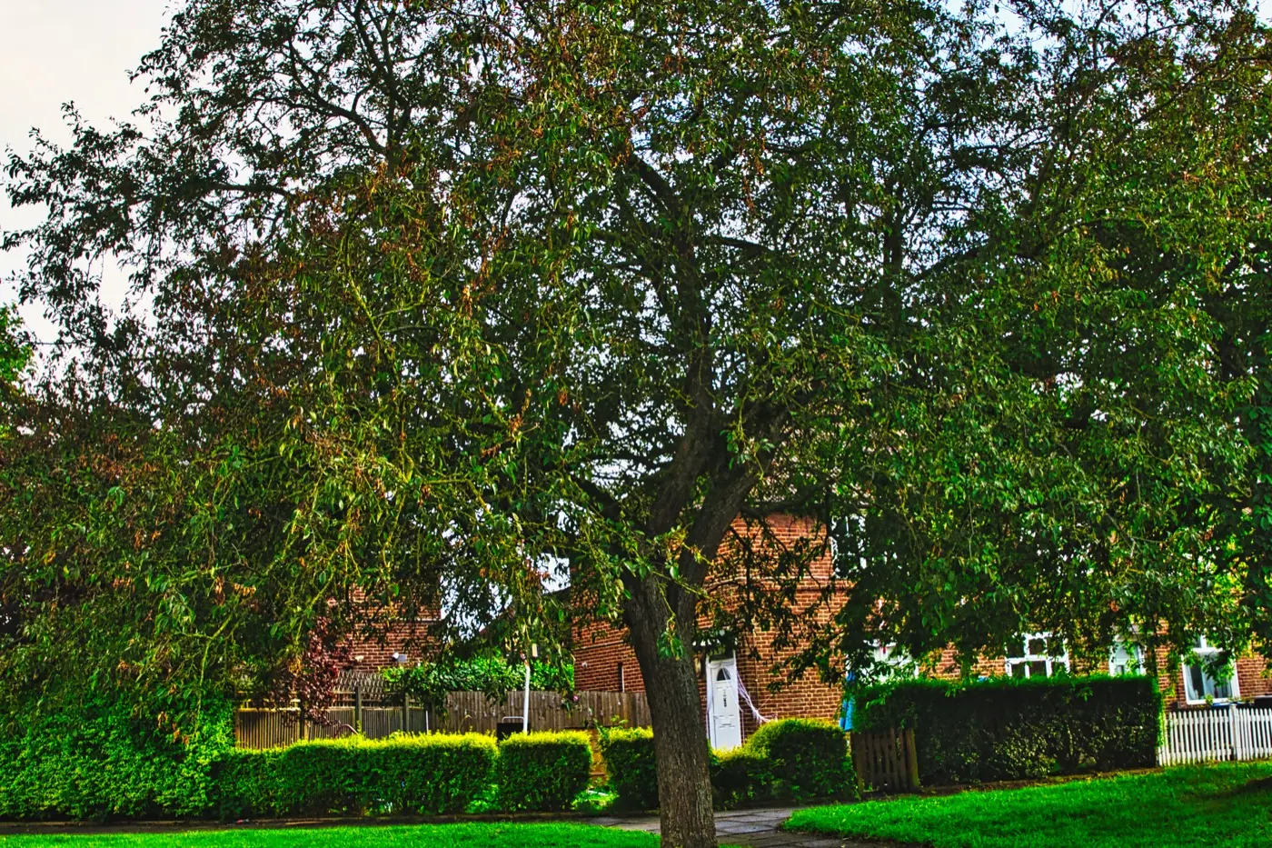 Brick house behind a large shade tree