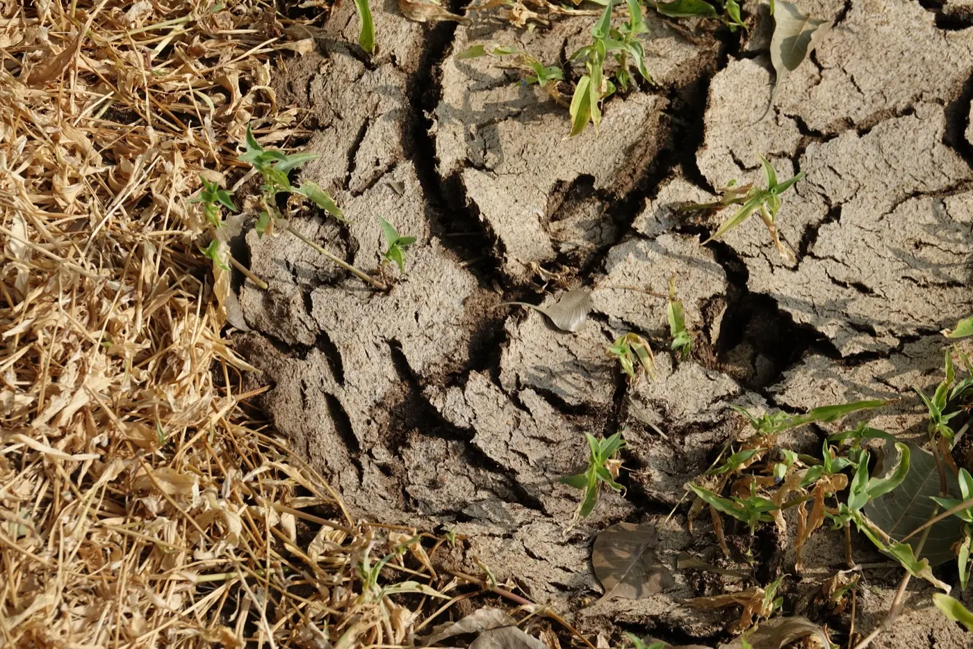 Dry soil cracked into plates, with dead grass
