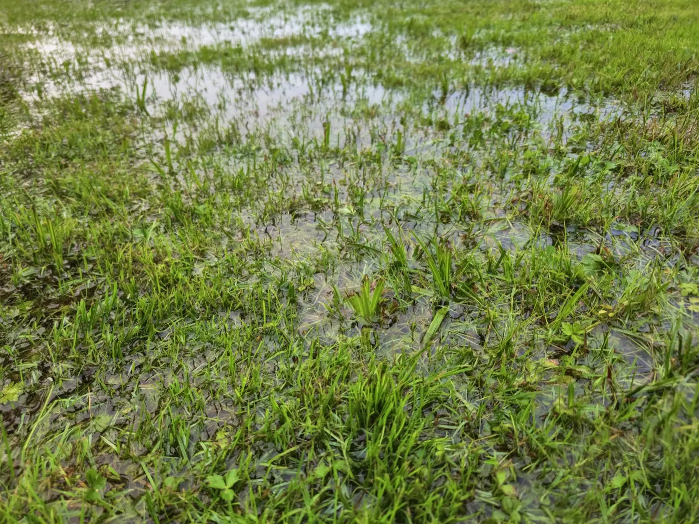 Green lawn flooded with puddles after heavy rain