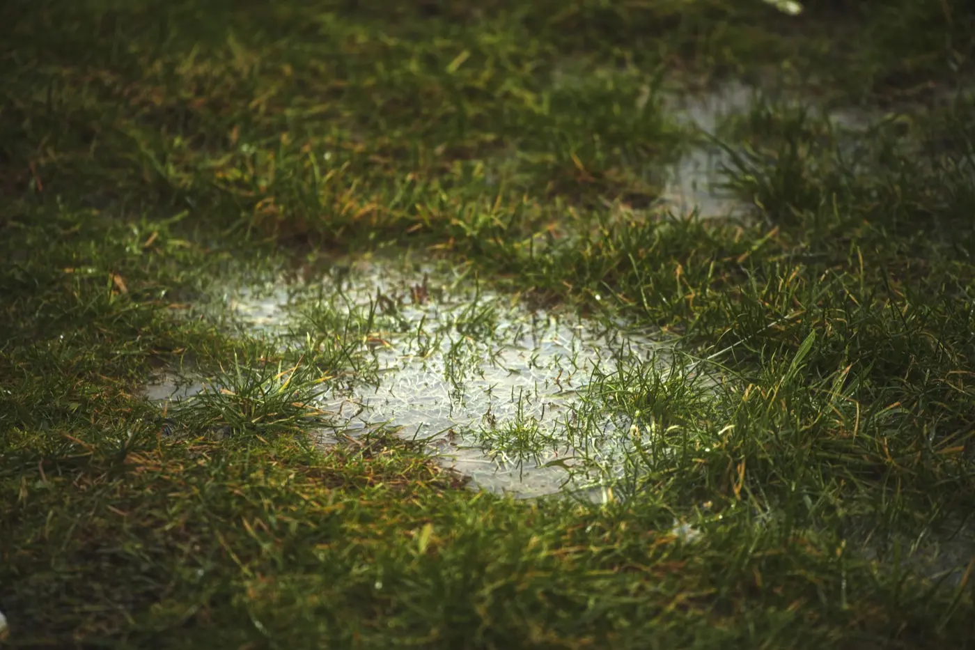Water pooled on lawn grass that can't drain after rain