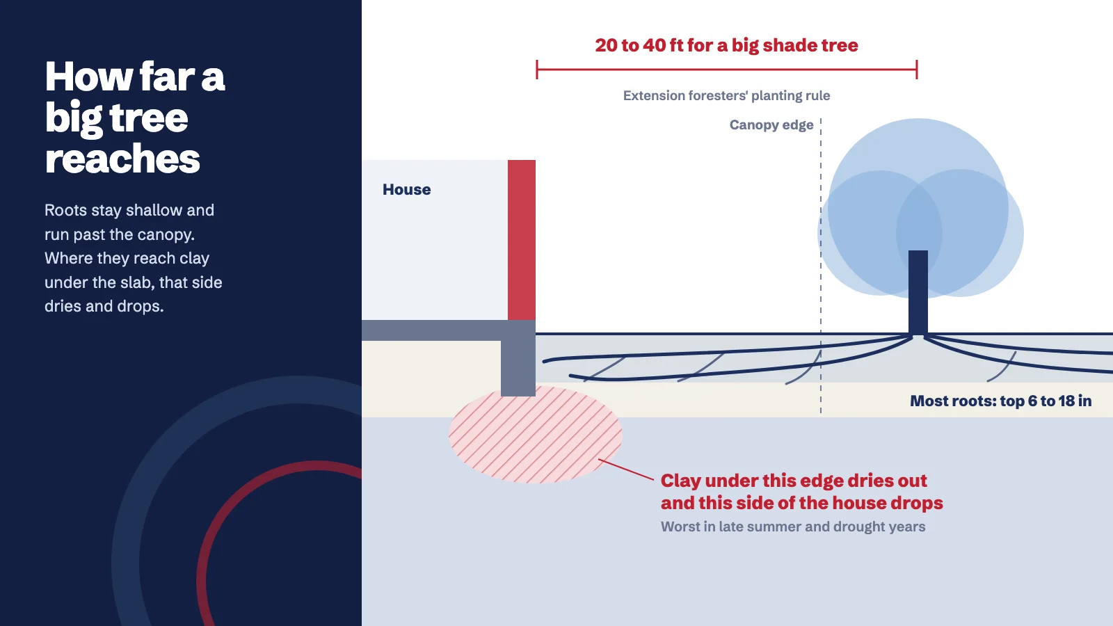 Cross-section of a house and a large tree: roots spread shallow through the top 6 to 18 inches of soil past the canopy edge and under the slab, the clay under that edge of the house dries out, and a dimension line shows the 20 to 40 foot extension planting distance for a big shade tree